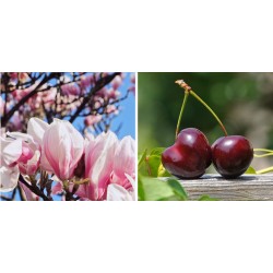Fragranza Magnolia Cherry