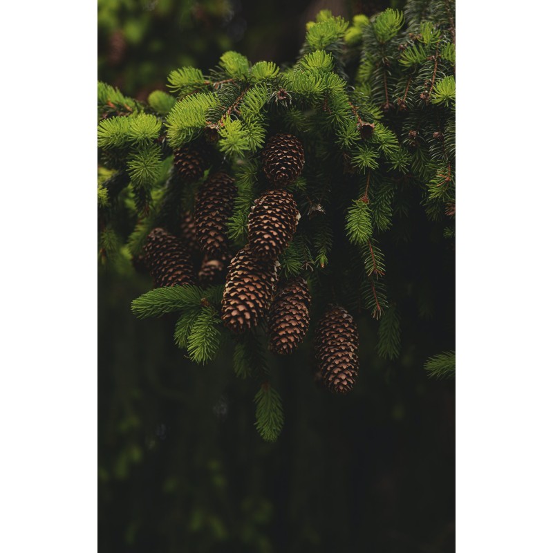 Fragranza Pine Needle