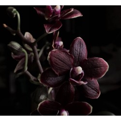 Fragranza Black Pearl Orchid