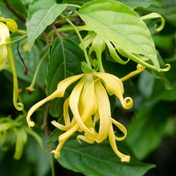 Fragranza Ylang Ylang