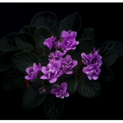 Fragranza di violetta