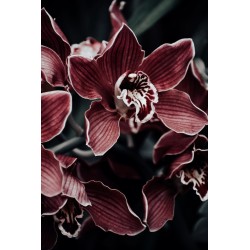 Fragranza Velvet Orchid