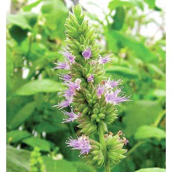 Fragranza Patchouli Paradise