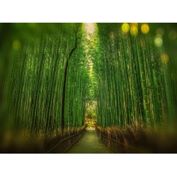 Fragranza Himalayan Bamboo